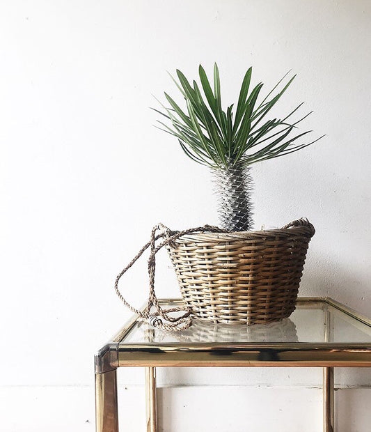 Glass and Brass Tone Side Table