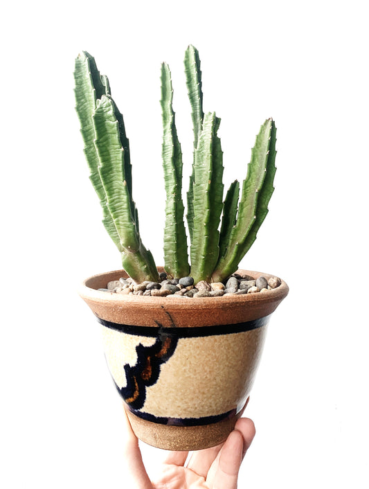 Potted Cactus