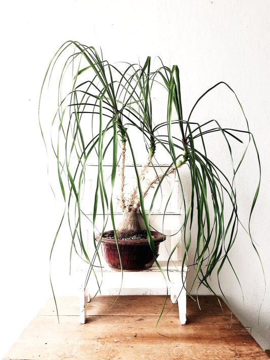 Ikebana Style Ponytail Palm
