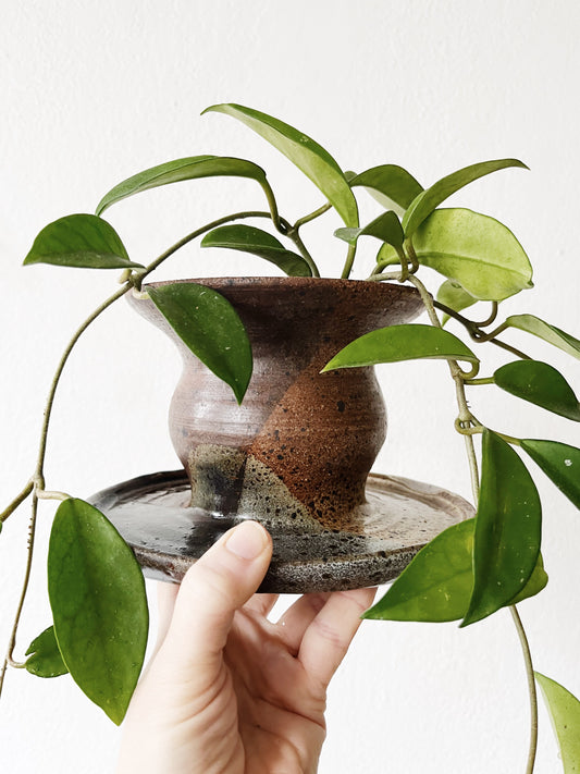 Hoya Carnosa in Vintage Stoneware Planter