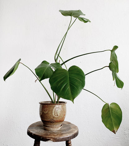 Large Potted Split Leaf Philodendron