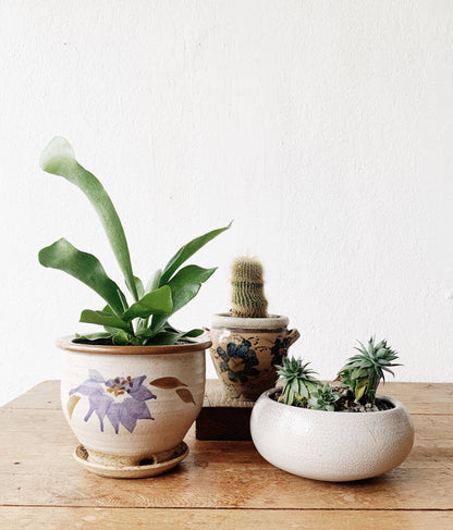 Staghorn Fern in Vintage Pot