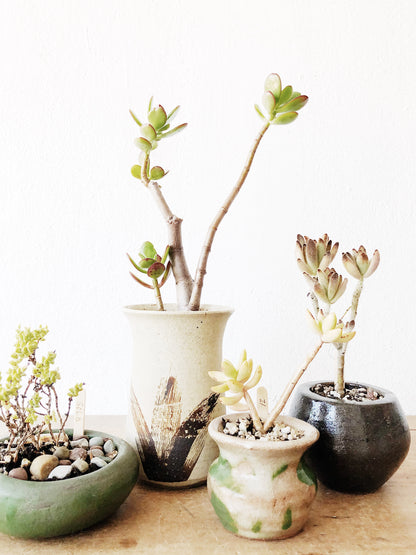 Succulent in Vintage Pottery
