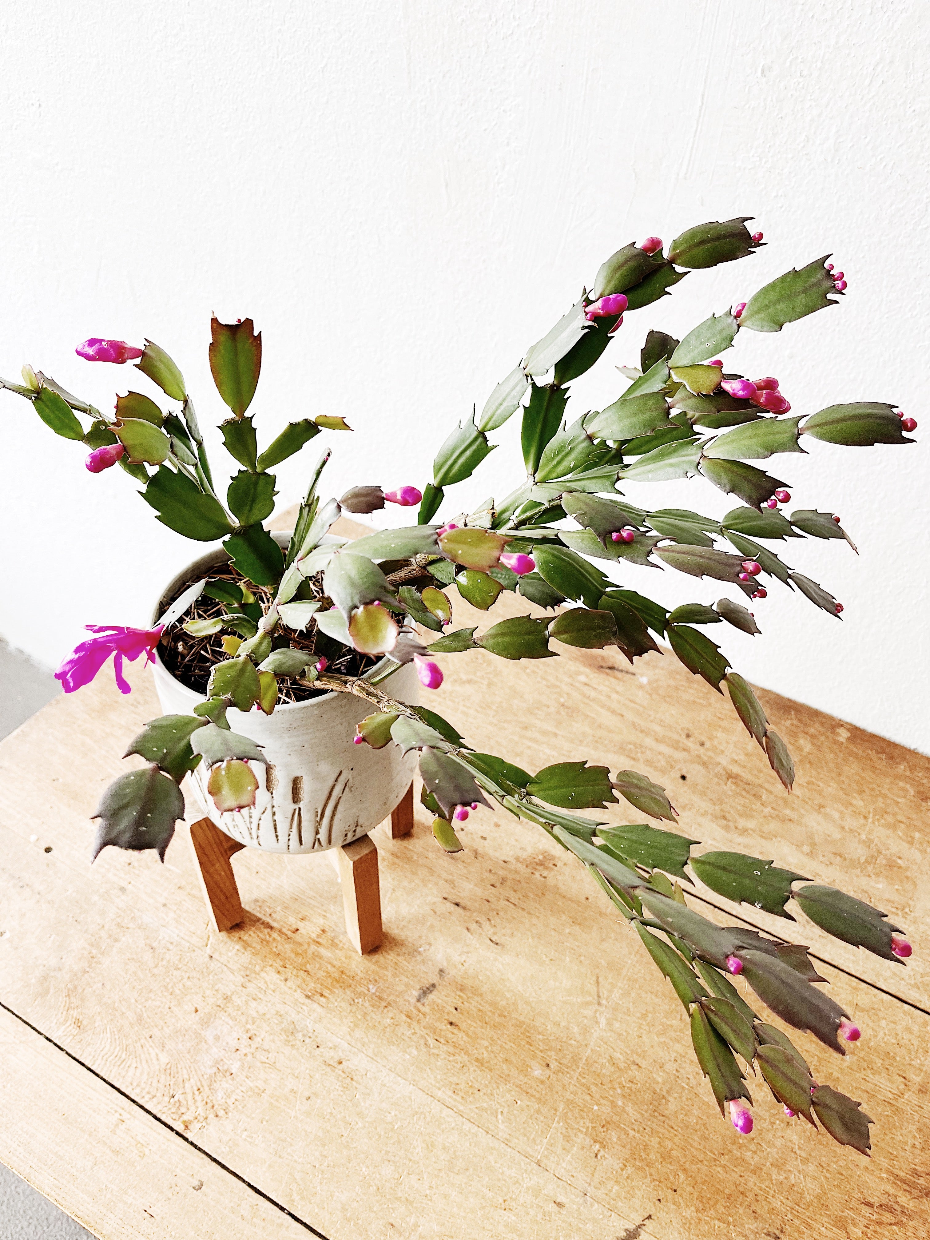 Christmas Cactus in Vintage Pottery - Thumbnail 5