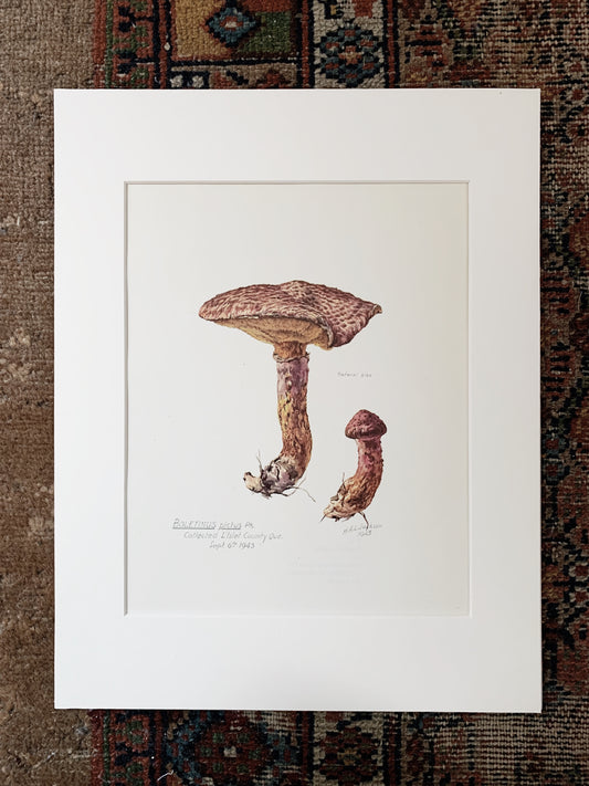 Boletinus Pictus Vintage Matted Print