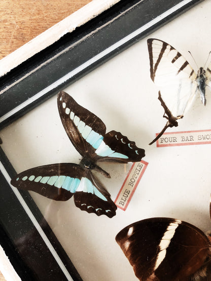 Vintage Butterfly Specimen