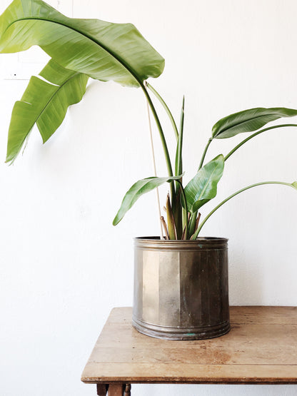 Large Brass Plant Pot