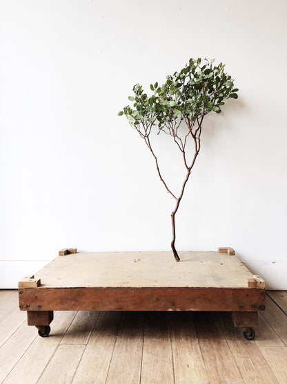 Vintage Industrial Plant Dolly on Casters