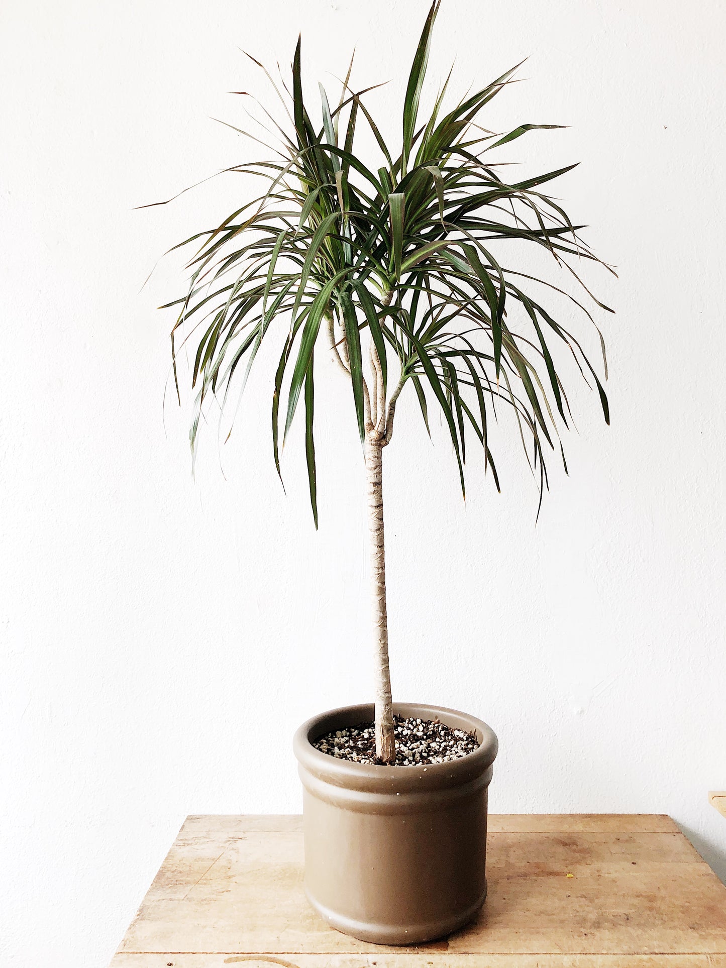 Potted Dracaena Palm