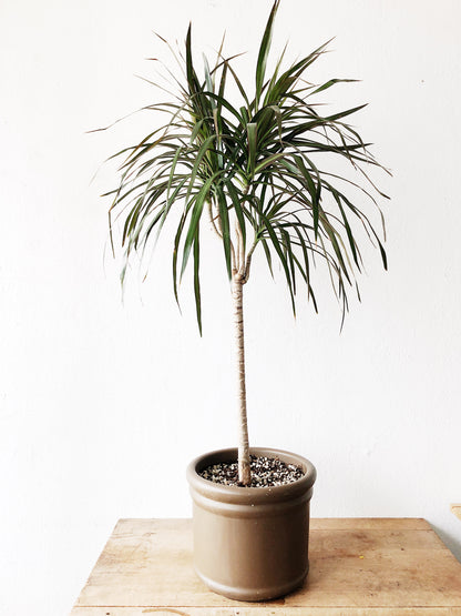Potted Dracaena Palm