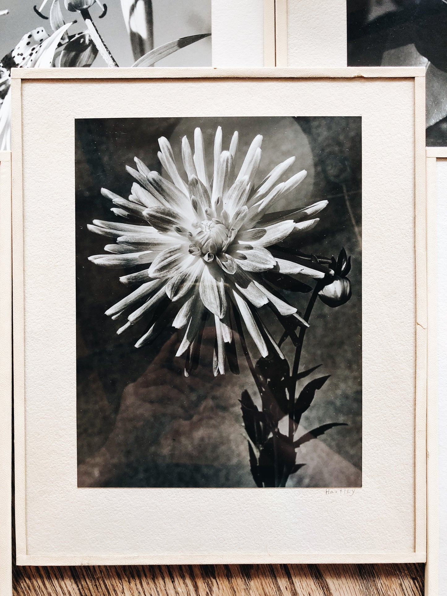 Vintage Original Botanical Photograph