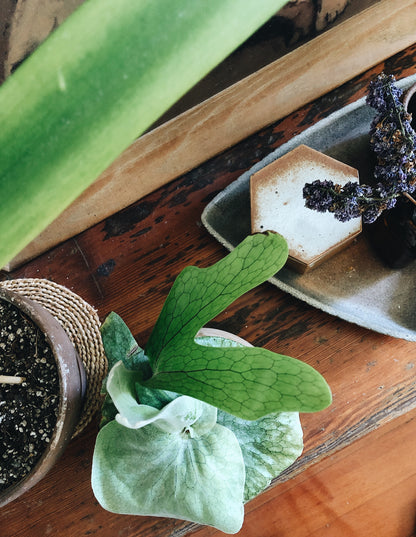 Platycerium in Vintage Wood Planter