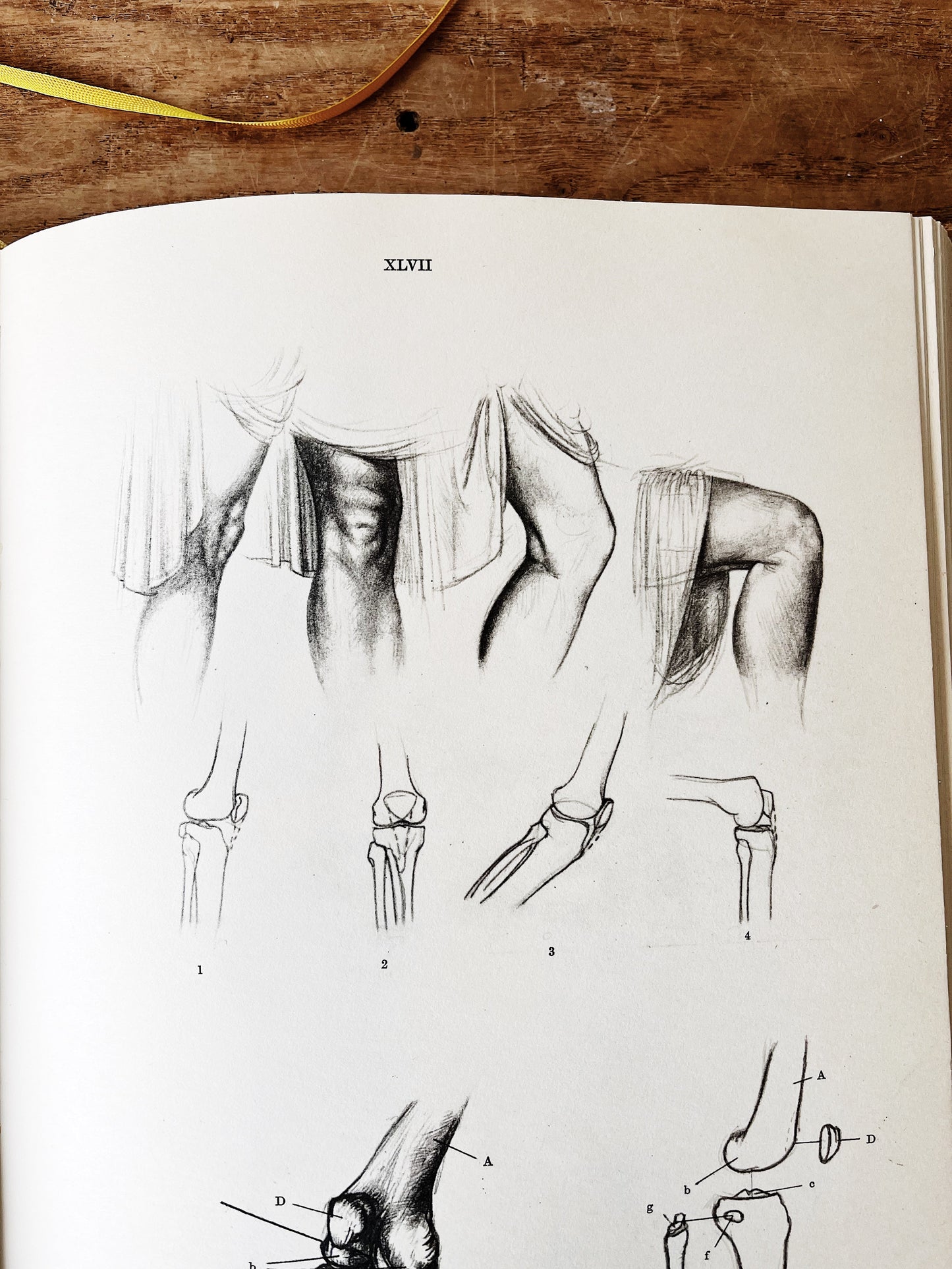 Mid Century Anatomy for the Artist Book