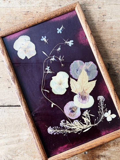 Vintage Oregon Pressed Flowers on Velvet