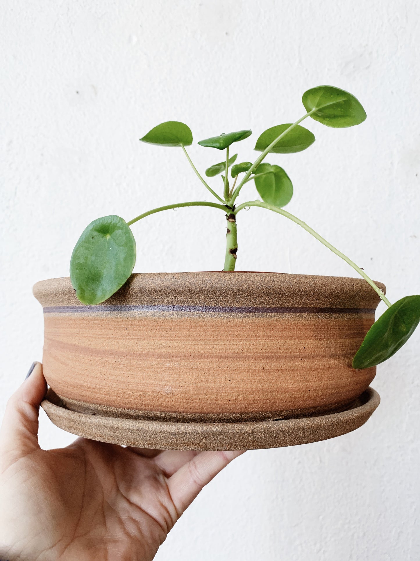 Vintage Shallow Tray Pot