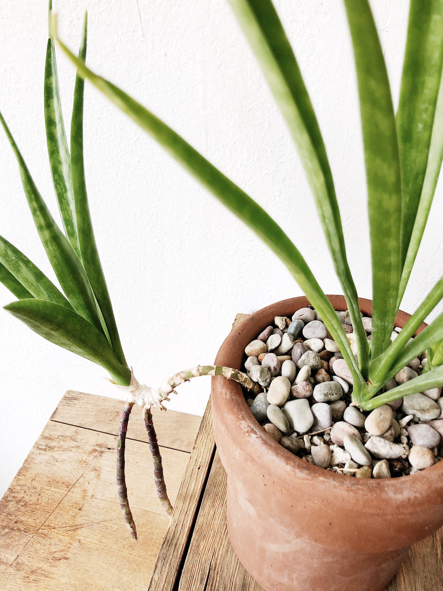 parva sansevieria Rare Sansevieria Parva
