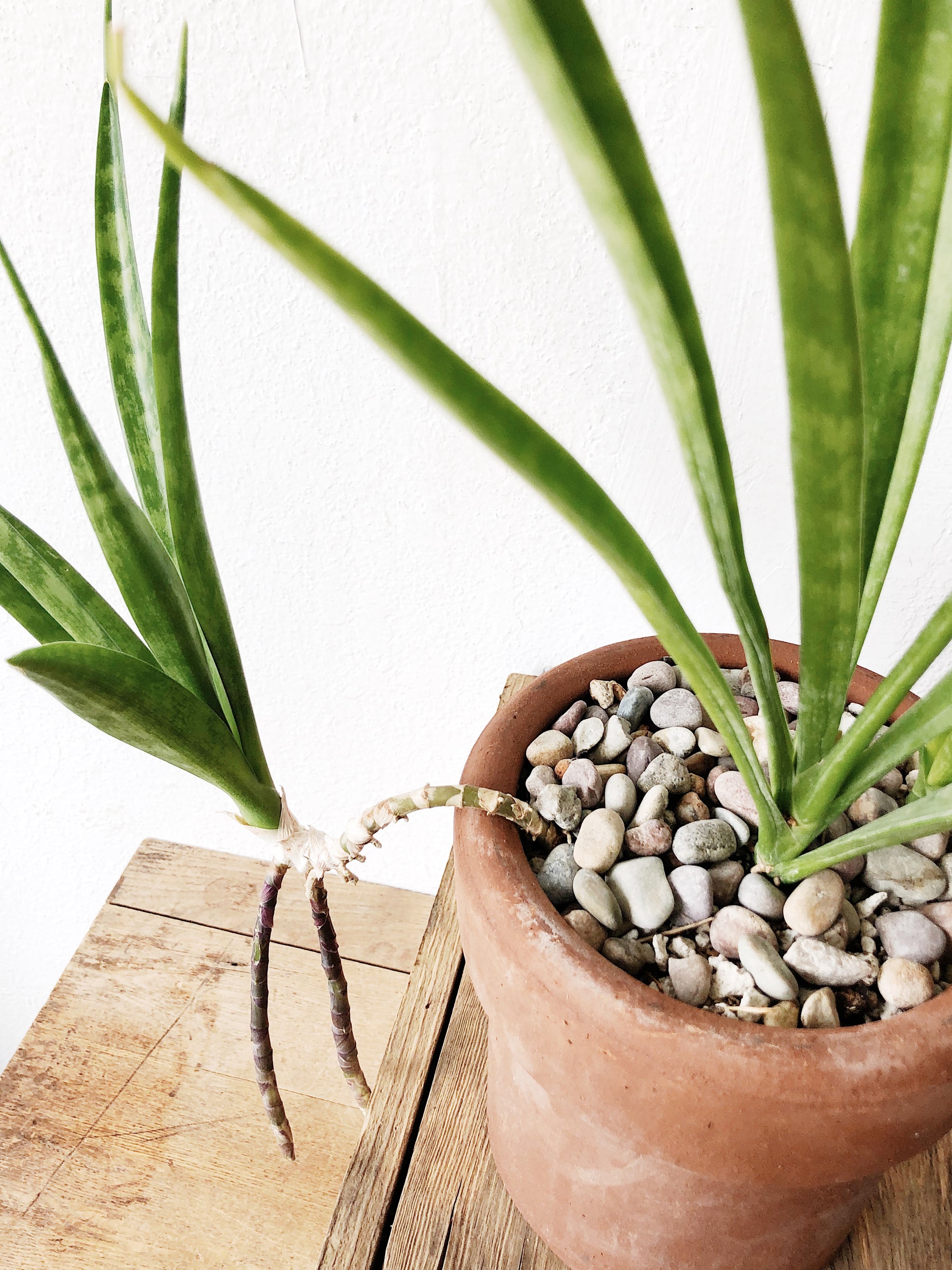 Rare Sansevieria Parva