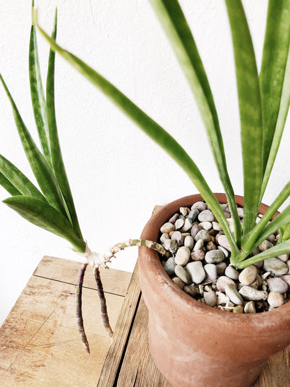 Rare Sansevieria Parva - trailing Sanseveria