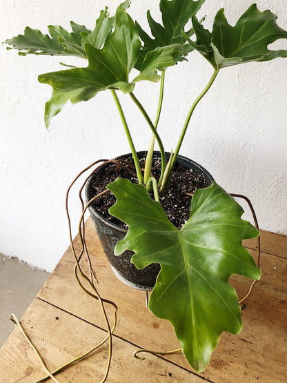 Philodendron Selloum in MCM Pot