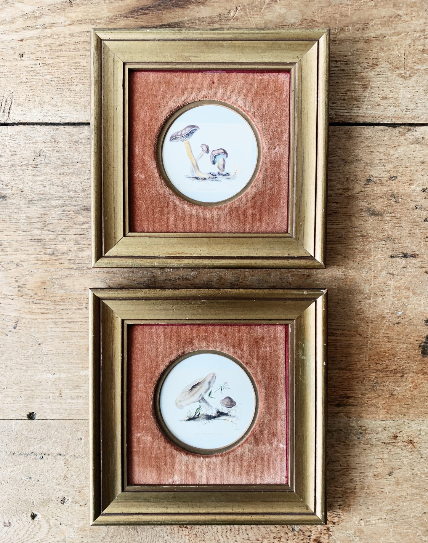Vintage Framed Mushroom Prints