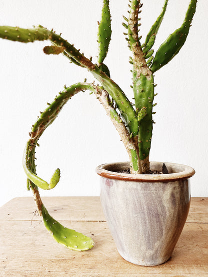 Potted Opuntia in Vintage Pottery