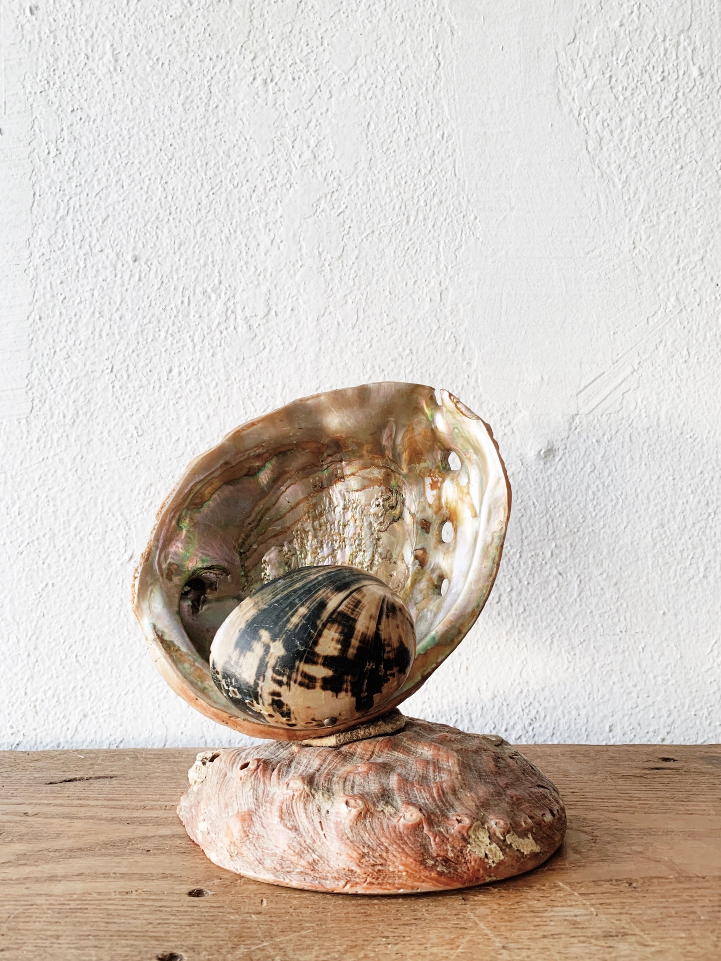 Abalone Shell Nightlight