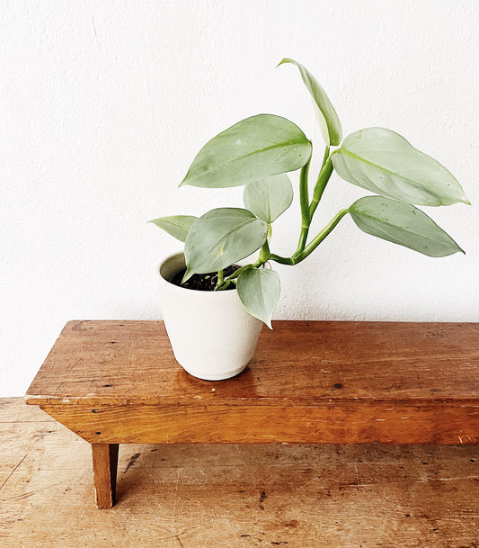 Philodendron Hasatum in Handmade Pottery