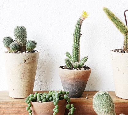 Mini Cactus or Succulent Pot