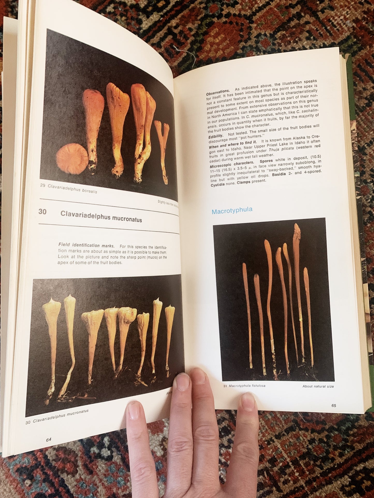 Vintage Mushroom Hard Cover Field Guide