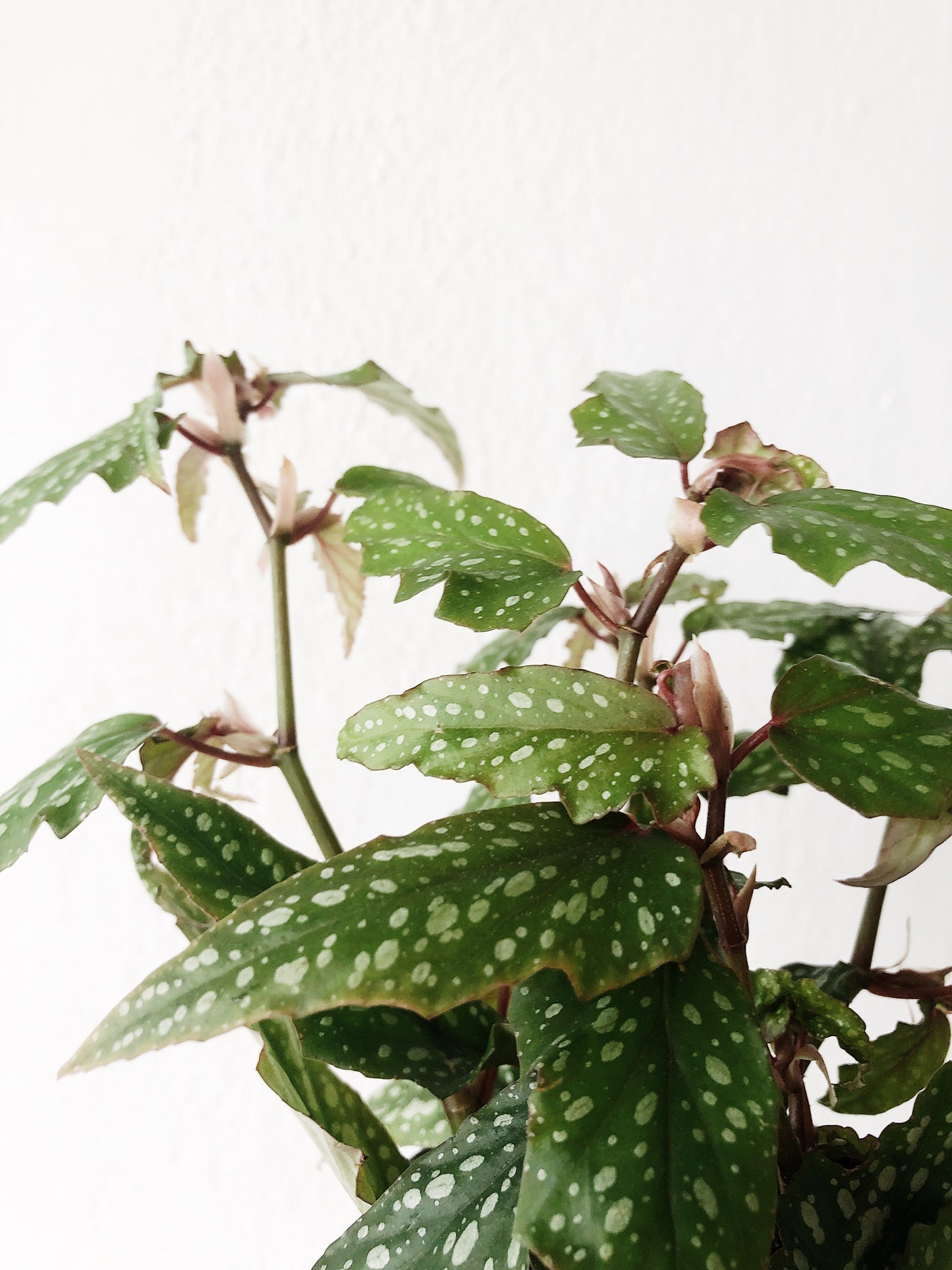 Begonia in Vintage Pottery
