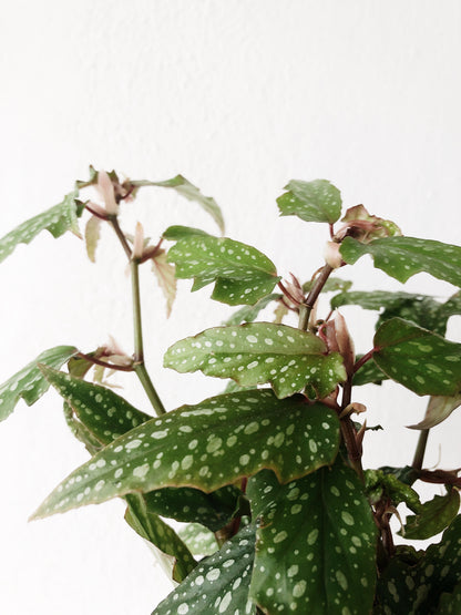 Begonia in Vintage Pottery