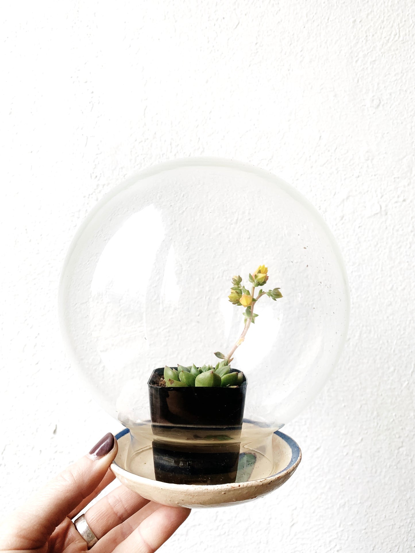 Vintage Hand Painted Dish with Glass Globe Terrarium