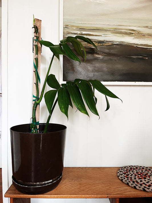 Raphidophora Decursiva