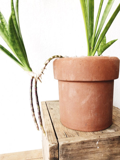 sansevieria ravana Rare Sansevieria Parva