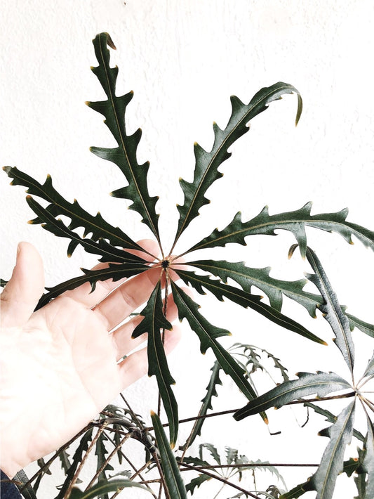 Mature Schefflera Elegantissima Floor Plant