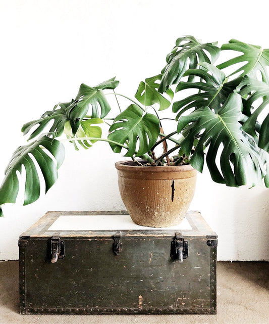 Giant Monstera in Ceramic