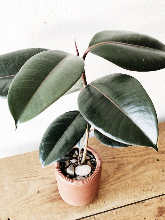 Ficus Elastica in Terra Colored Ceramic
