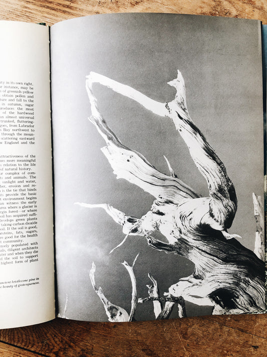 Vintage National Forests of America Book
