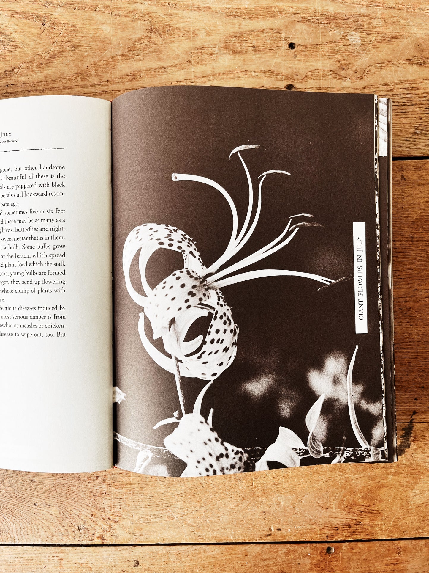 Vintage Natural History Book