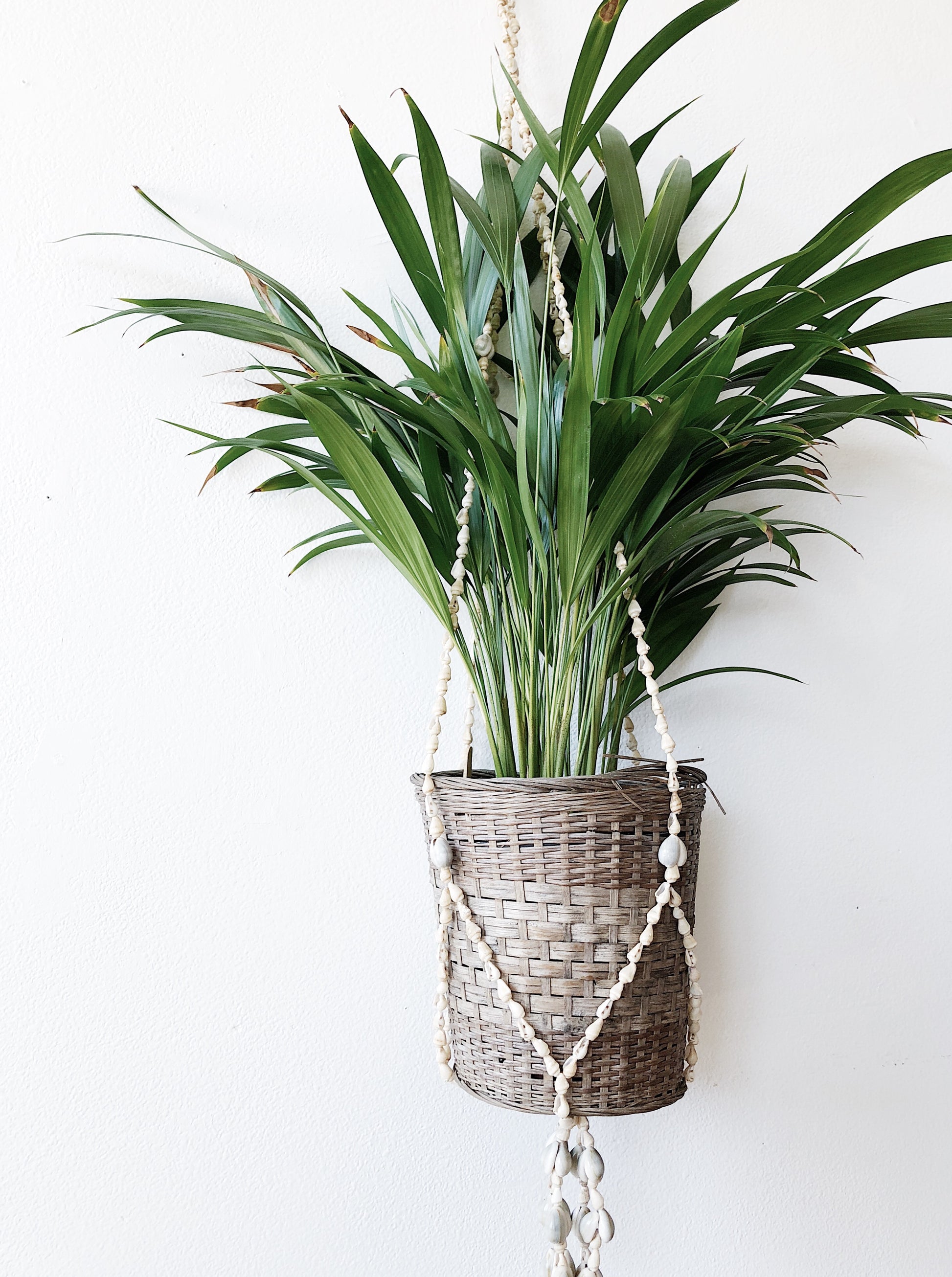 vintage shell plant hanger Vintage Shell Plant Hanger – Maven Collective