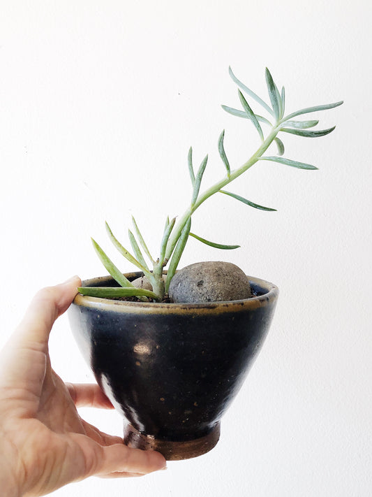 Potted Succulent in Vintage Ceramic