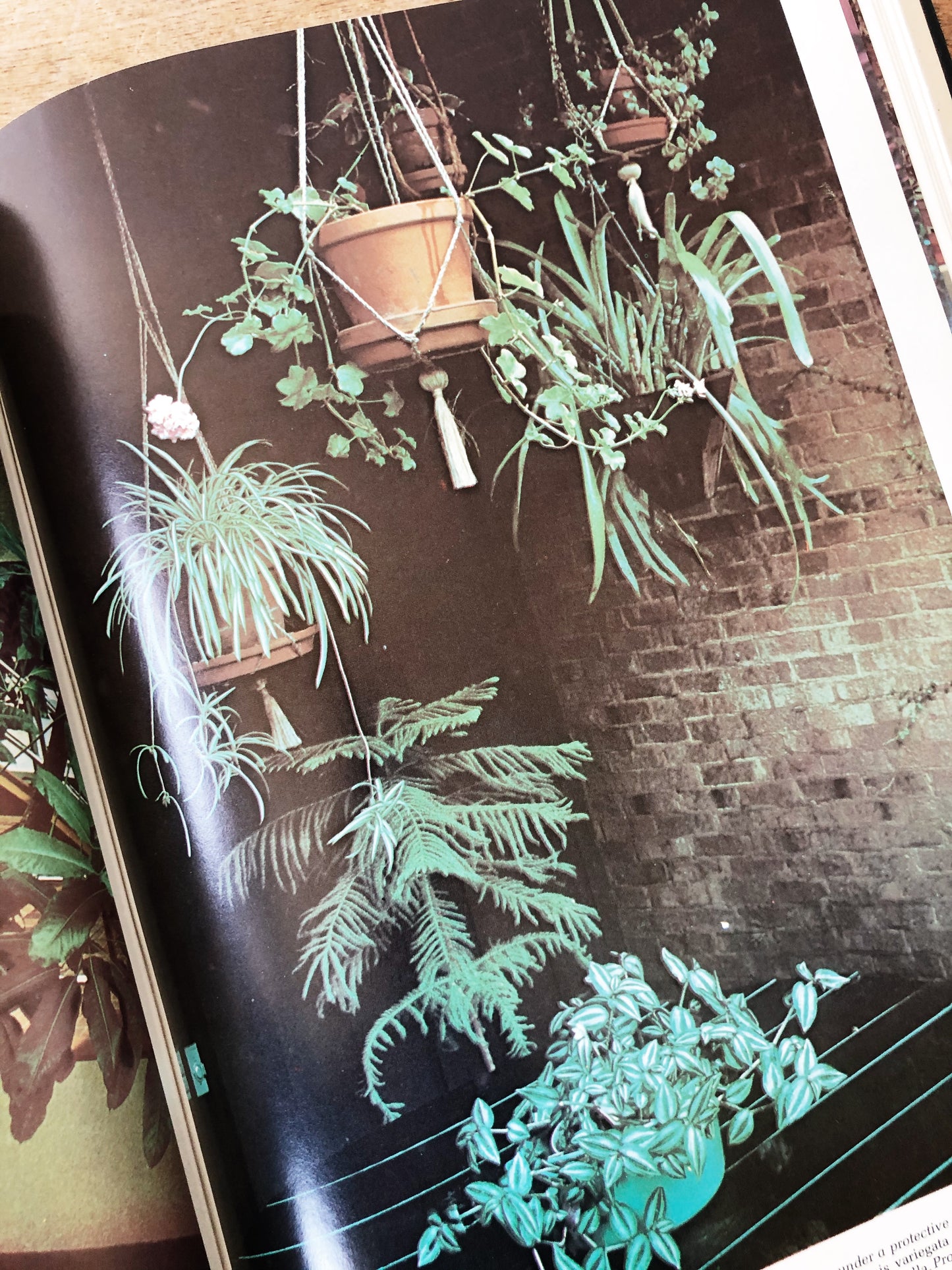 Vintage Houseplant Book