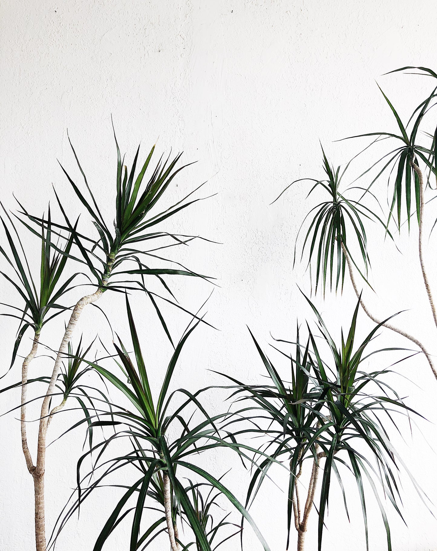 Potted Dracaena Palm