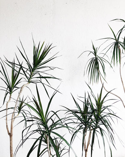 Potted Dracaena Palm