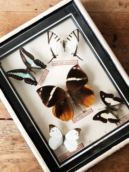 Vintage Butterfly Specimen