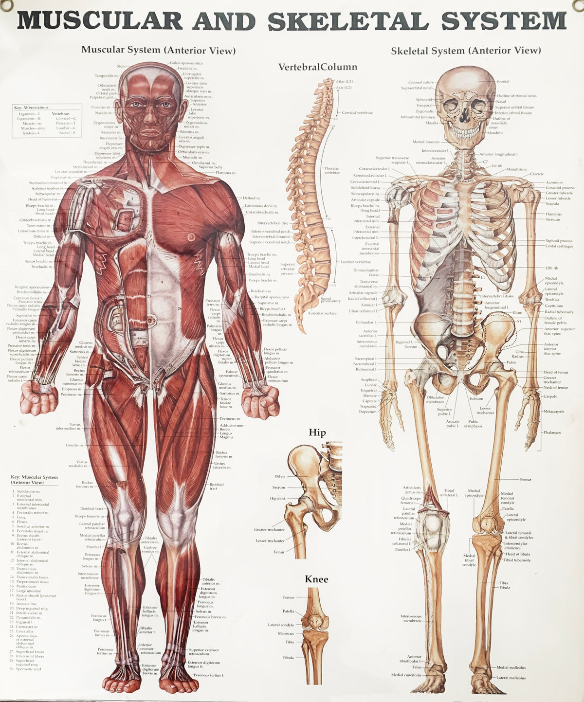 image_c177119a-2fec-48b1-9b31- 
