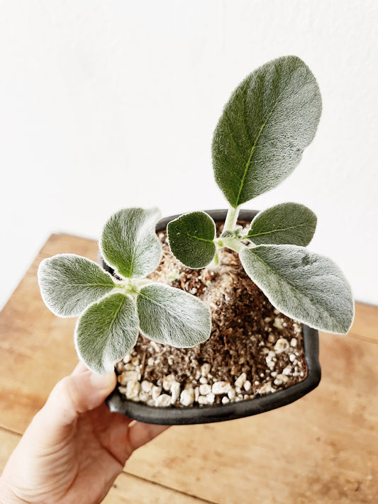 Sinningia Leucotricha in Handmade Pottery