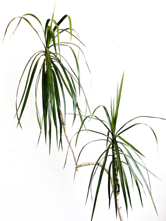 Tall Potted Dracaena Palm