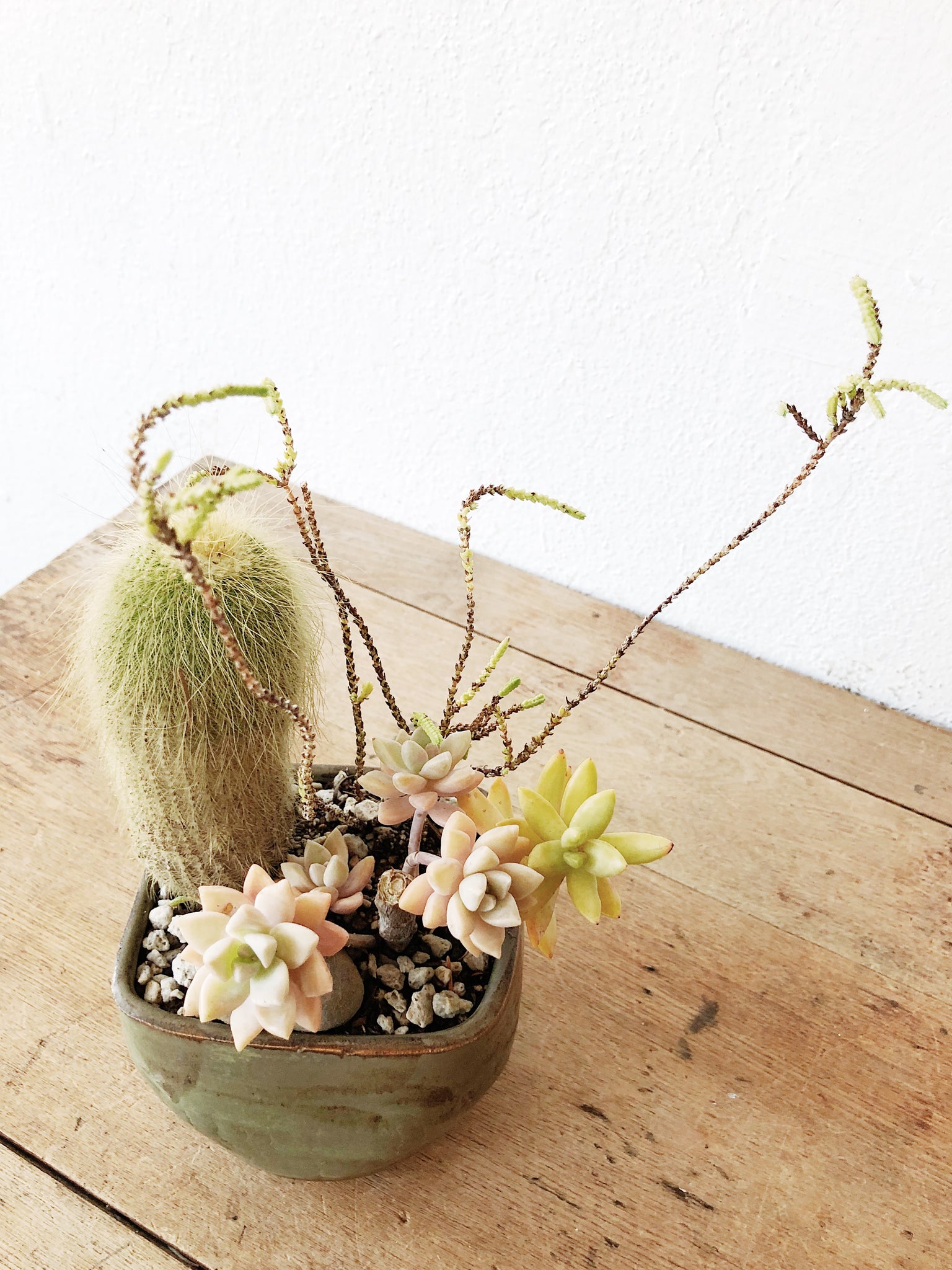 Succulent in Vintage Pottery