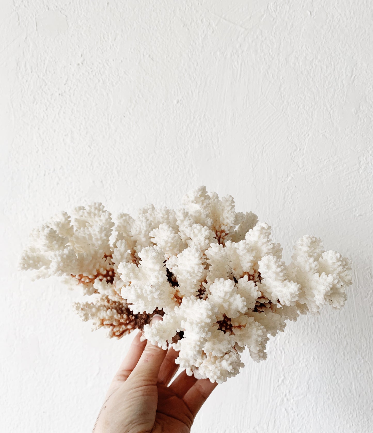 Large Natural Coral Specimen